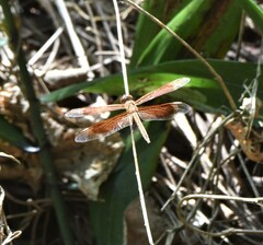 Neurothemis stigmatizans
