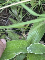 Helichrysum subluteum