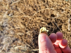 Astragalus lotiflorus