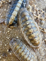 Ischnochiton cariosus