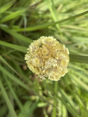 Helichrysum subluteum