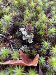 Cladonia chlorophaea