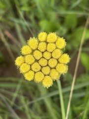 Helichrysum subluteum
