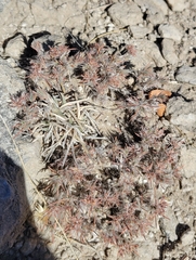 Eriogonum pauciflorum