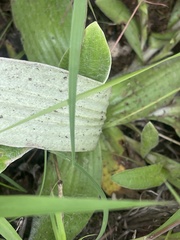 Helichrysum subluteum