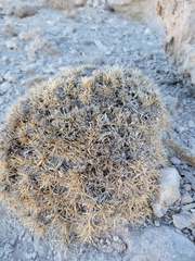 Caryophyllales