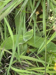 Helichrysum subluteum