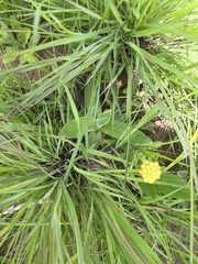 Helichrysum subluteum