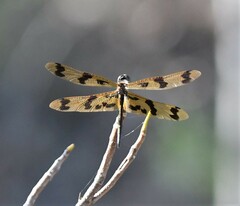 Rhyothemis graphiptera