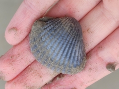 Anadara brasiliana