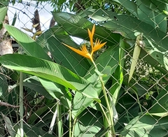 Heliconia psittacorum