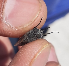 Tabanidae