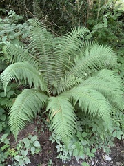 Dryopteris affinis borreri