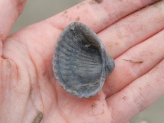 Anadara brasiliana