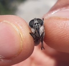 Tabanidae