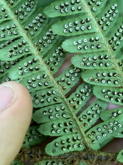 Dryopteris affinis borreri