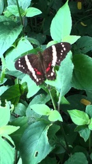 Anartia fatima