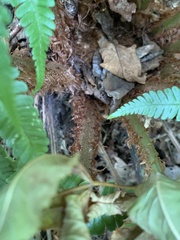Dryopteris affinis borreri