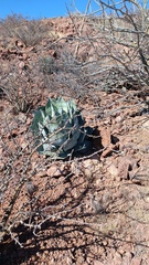 Agave colorata