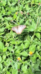 Anartia jatrophae