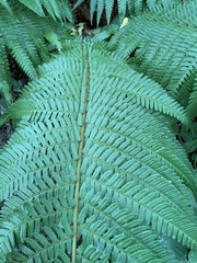 Dryopteris affinis borreri