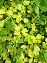 Hydrocotyle heteromeria