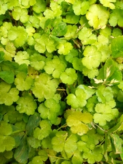 Hydrocotyle heteromeria