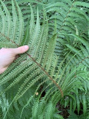Dryopteris affinis borreri
