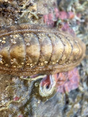 Ischnochiton cariosus