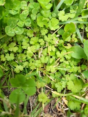 Hydrocotyle heteromeria