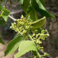 Celtis iguanaea
