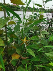 Argiope bruennichi