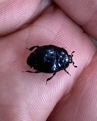 Histeridae
