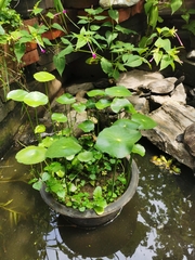 Hydrocotyle verticillata
