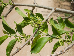 Celtis iguanaea