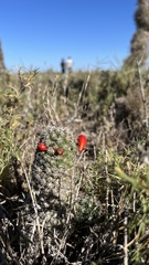 Mammillaria