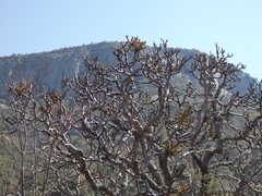 Cussonia natalensis