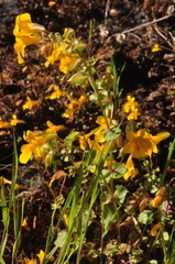 Erythranthe microphylla