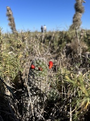 Mammillaria