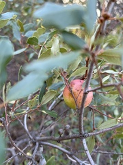 Andricus quercuscalifornicus