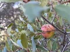 Andricus quercuscalifornicus