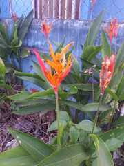 Heliconia psittacorum