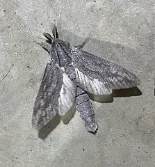 Endoxyla edwardsorum