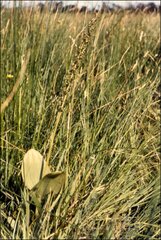 Neottia ovata