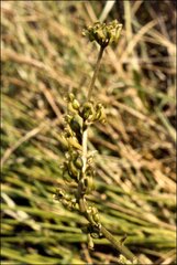 Neottia ovata