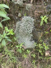 Stereocaulon
