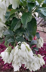 Mussaenda philippica