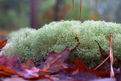 Cladonia evansii