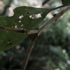 Mallotus claoxyloides