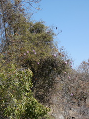 Senegalia nigrescens